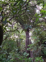 Ninox novaeseelandiae