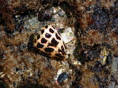Conus ebraeus
