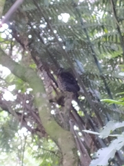 Ninox novaeseelandiae