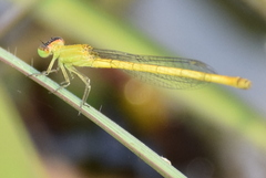 Agriocnemis kalinga