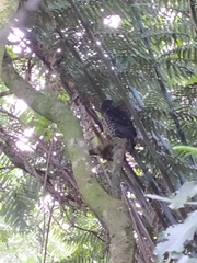 Ninox novaeseelandiae