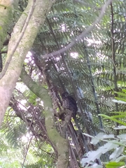 Ninox novaeseelandiae