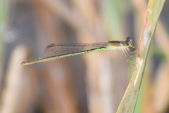 Agriocnemis pygmaea