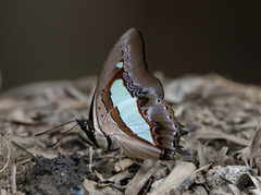 Polyura athamas