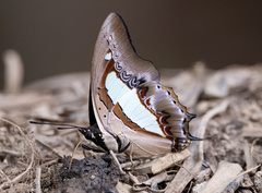 Polyura athamas