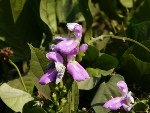 Sword Bean (Canavalia gladiata)