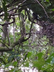 Ninox novaeseelandiae