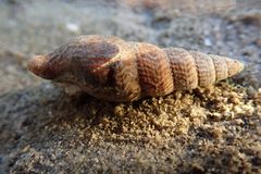 Ophiodermella inermis