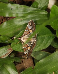 Agrioglypta itysalis