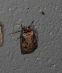 Agrotis interjectionis