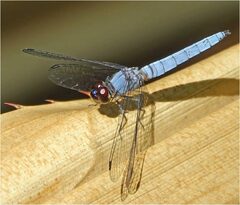 Brachydiplax duivenbodei