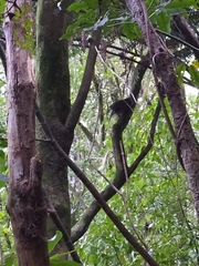 Ninox novaeseelandiae