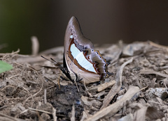Polyura athamas