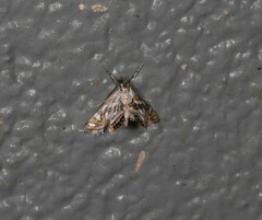 Anydraula pericompsa