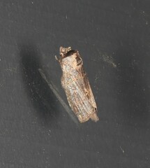 Archigargetta amydra