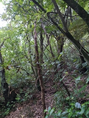 Ninox novaeseelandiae