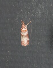 Calguia defiguralis