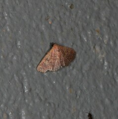 Cerynea trogobasis
