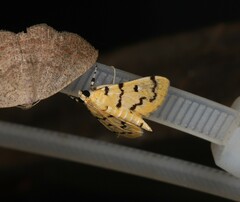 Dichocrocis erixantha