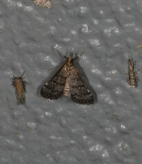 Criophthona trileuca