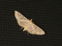 Cotachena histricalis
