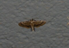 Idaea trypheropa
