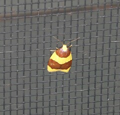 Heterallactis phlogozona