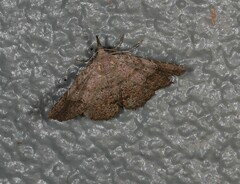 Heterormista modesta