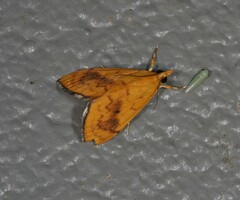 Hyalobathra brevialis