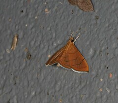 Hyalobathra illectalis