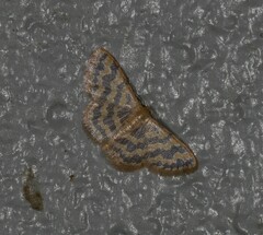 Idaea simplex