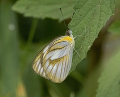 Appias libythea