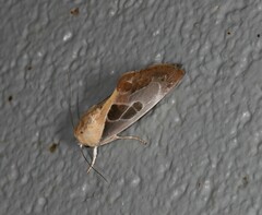 Westermannia gloriosa