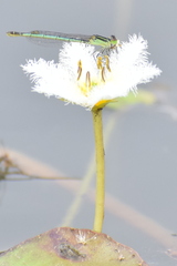 Agriocnemis kalinga