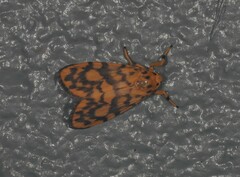 Miltochrista quadrilineata