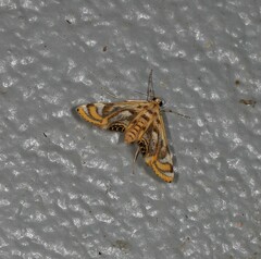 Margarosticha repetitalis