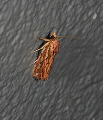 Meyrickella torquesauria