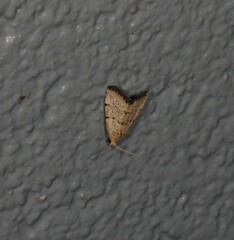 Narangodes