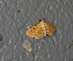 Notarcha aurolinealis