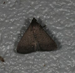 Nodaria aneliopis