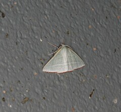 Oenochroma infantilis