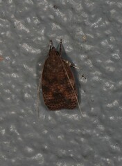 Peritornenta
