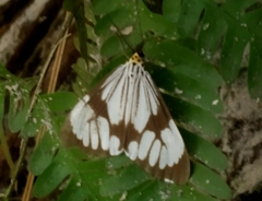 Nyctemera adversata