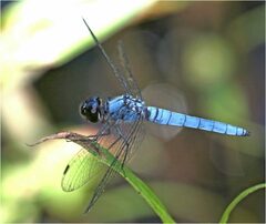 Brachydiplax duivenbodei