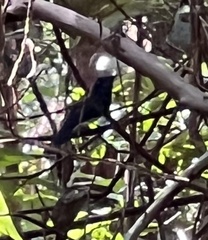 Cyornis