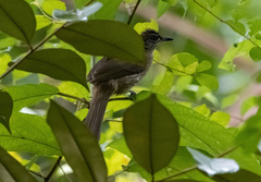 Pycnonotus conradi