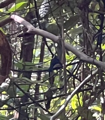 Cyornis