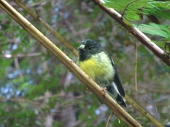 Petroica macrocephala