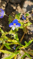 Veronica syriaca