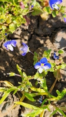 Veronica syriaca